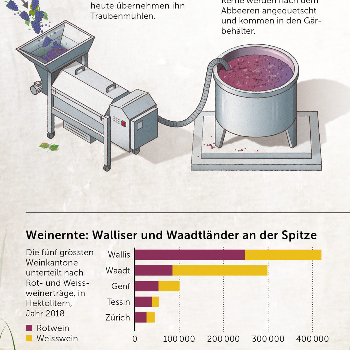 Die doppelseitige Infografik zeigt, wie Rotwein hergestellt wird sowie ...
